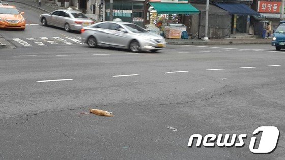 단독]갈수록 늘어나는 로드킬…지난해 서울서만 7465건 - 뉴스1