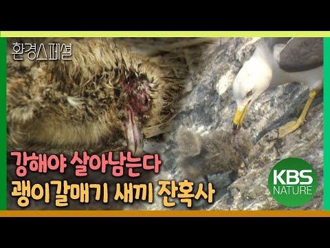 둥지 밖은 위험해! 괭이갈매기 새끼 잔혹사 [환경스페셜-괭이 갈매기 치열한 삶의 진실] /  KBS20060927 방송