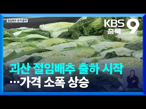 괴산 절임배추 출하 시작…가격 소폭 상승 / KBS  2022.11.05.