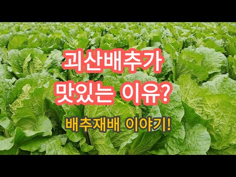 [배추재배]괴산절임배추용 배추재배이야기