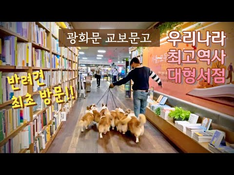 시골 사는 8마리 웰시코기의 광화문 교보문고 나들이 l Eight corgi's Visit to Korea's Biggest Bookstore.