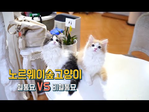 노르웨이숲고양이 순수혈통 비혈통묘의 차이점