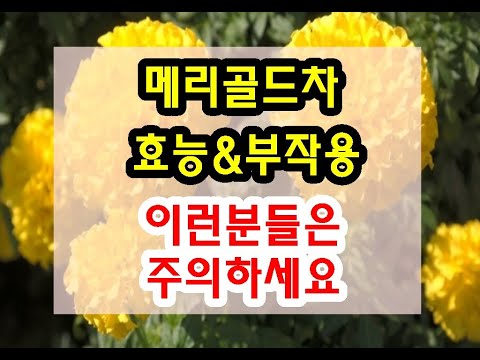 금잔화 / 메리골드차 효능과 부작용 잘 알고 드셔야해요~