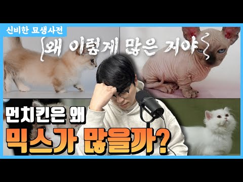 먼치킨이 유독 믹스가 많은 이유