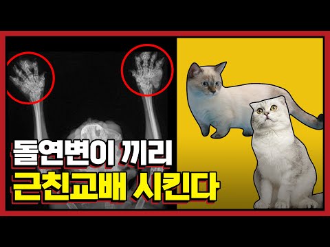 【먼치킨】,【 스코티쉬 폴드】 고양이 입양을 뜯어 말리는 이유