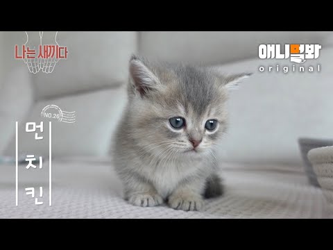 나는 태어난 지 30일 된 먼치킨 새끼다 [애니멀봐 나새끼 26호]ㅣI'm a 30 Days Old Munchkin Cat