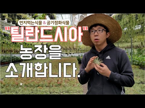 틸란드시아 농장에서 직접 전부 알려드립니다!(feat.공기정화식물&미세먼지식물)