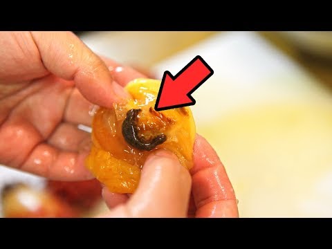 멍게 속 검은 덩어리, 먹어도 될까?(Sea squirt, ホヤの黒い塊)