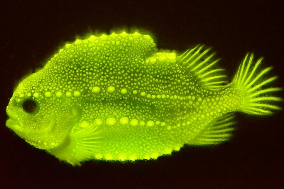 It Looks Awkward, But This Fish Has A Secret Glow - The New York Times