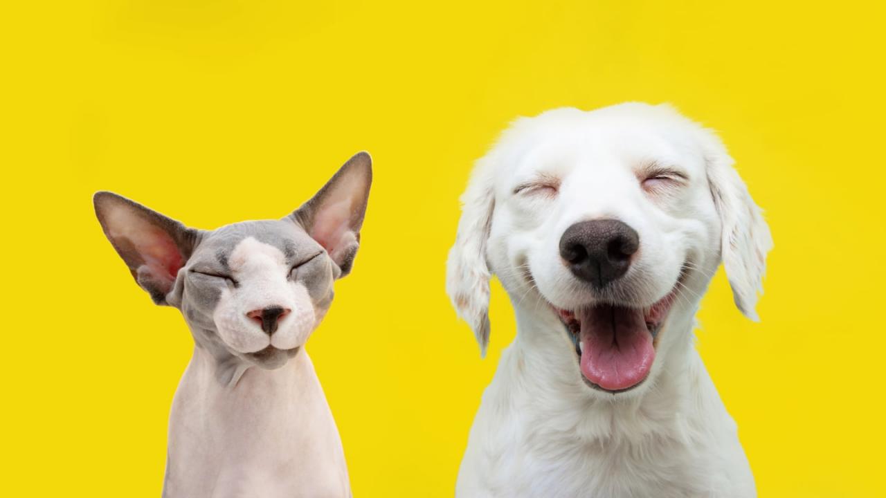 8 Expert Tricks To Help Your Cat And Dog To Get Along