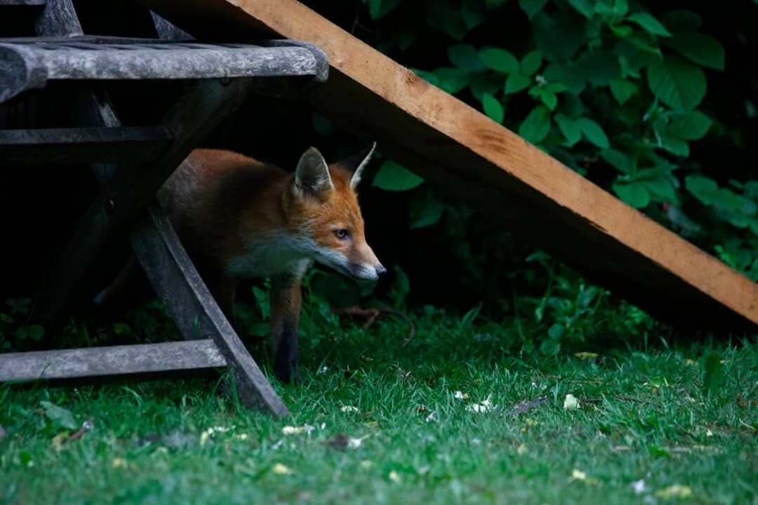 9 Things That Attract Foxes To Your Yard (How To Fix Them) - Pest Pointers