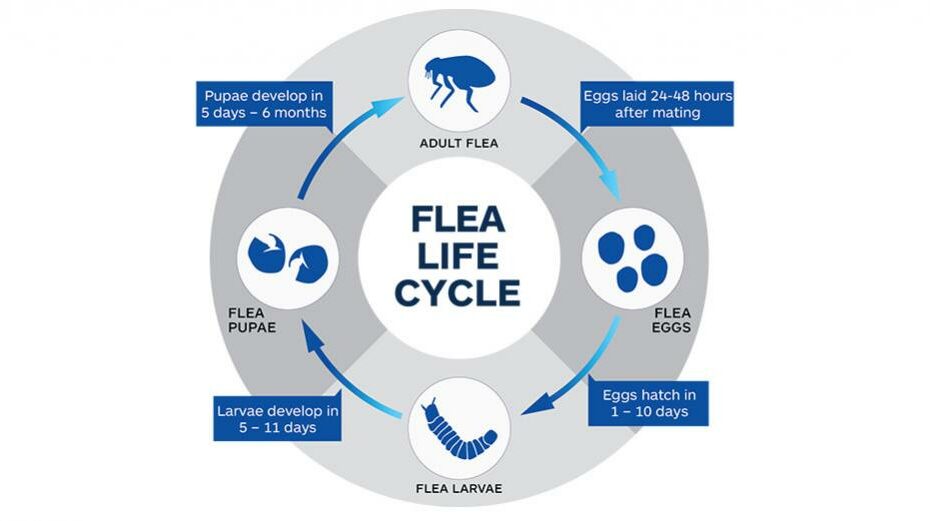 Fleas On Dogs | Causes, Symptoms And Treatment | Nexgard® Range