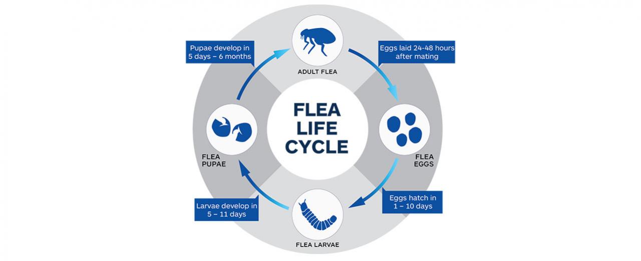 Fleas On Dogs | Causes, Symptoms And Treatment | Nexgard® Range