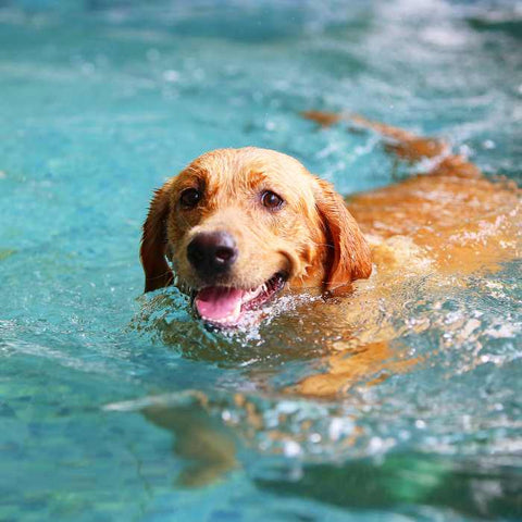 The Dangers Of Dogs Swimming And Drinking Pool Water