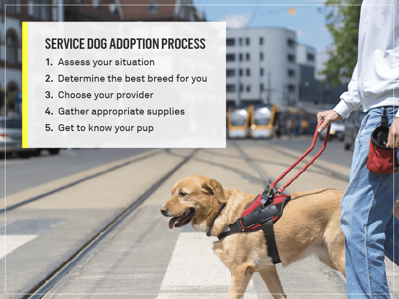 How To Get A Service Dog: A Complete Guide | Gallant