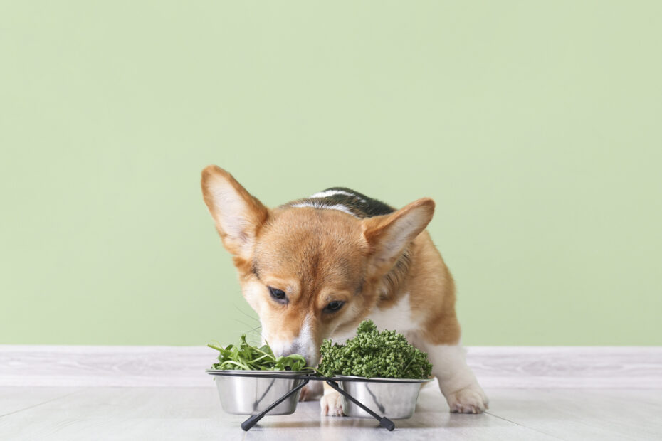 Can Dogs Eat Kale Or Other Leafy Vegetables? · The Wildest