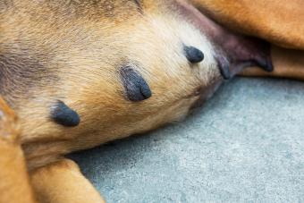 First 5 Signs Your Dog Is Pregnant & How To Tell | Lovetoknow Pets