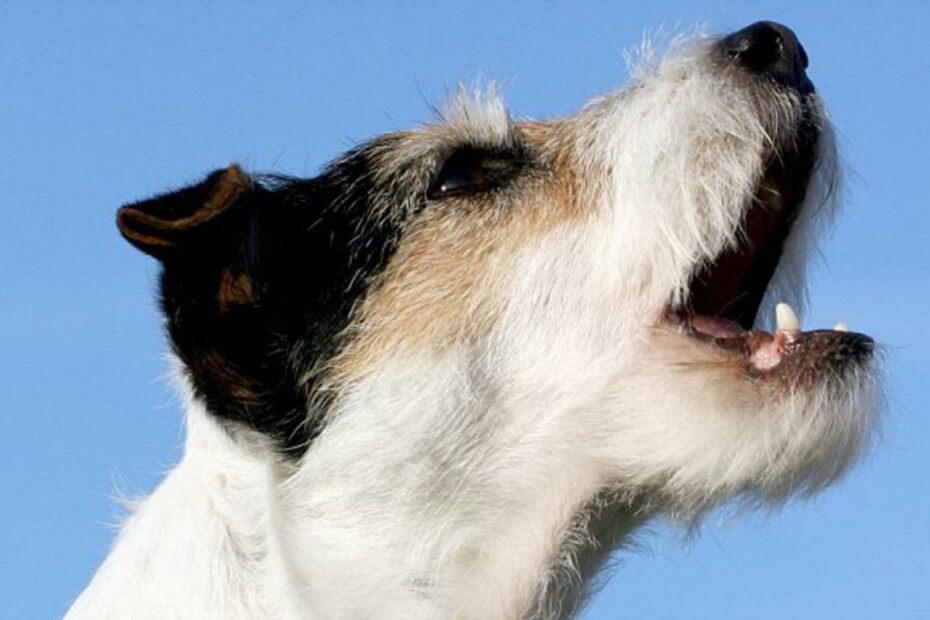 What Can Be Done About Living Next To A Dog That Won'T Stop Barking | Daily  Mail Online