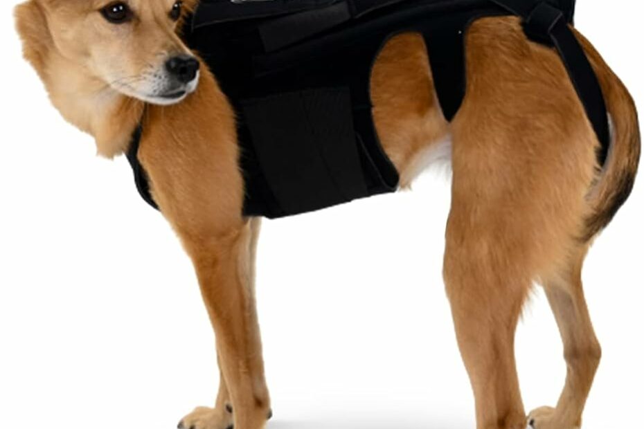 Amazon.Com : L'Il Back Bracer For Ivdd In Small Dogs, Arthritis, Spinal  Surgical Recovery, Herniated Disc, Slipped Disc, Rehabilitation –  Dachshunds, Corgis, Medical Grade Breathe-O-Prene Fabric (Medium) : Pet  Supplies