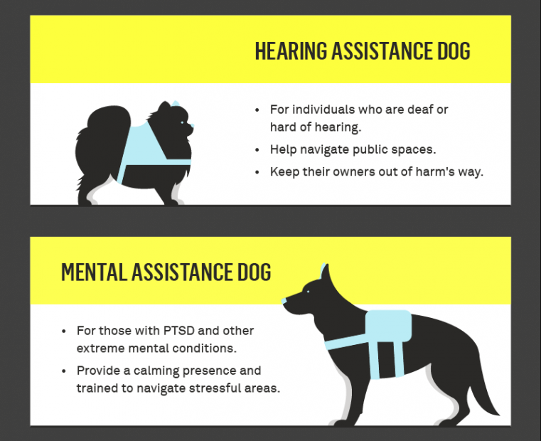 How To Get A Service Dog: A Complete Guide | Gallant