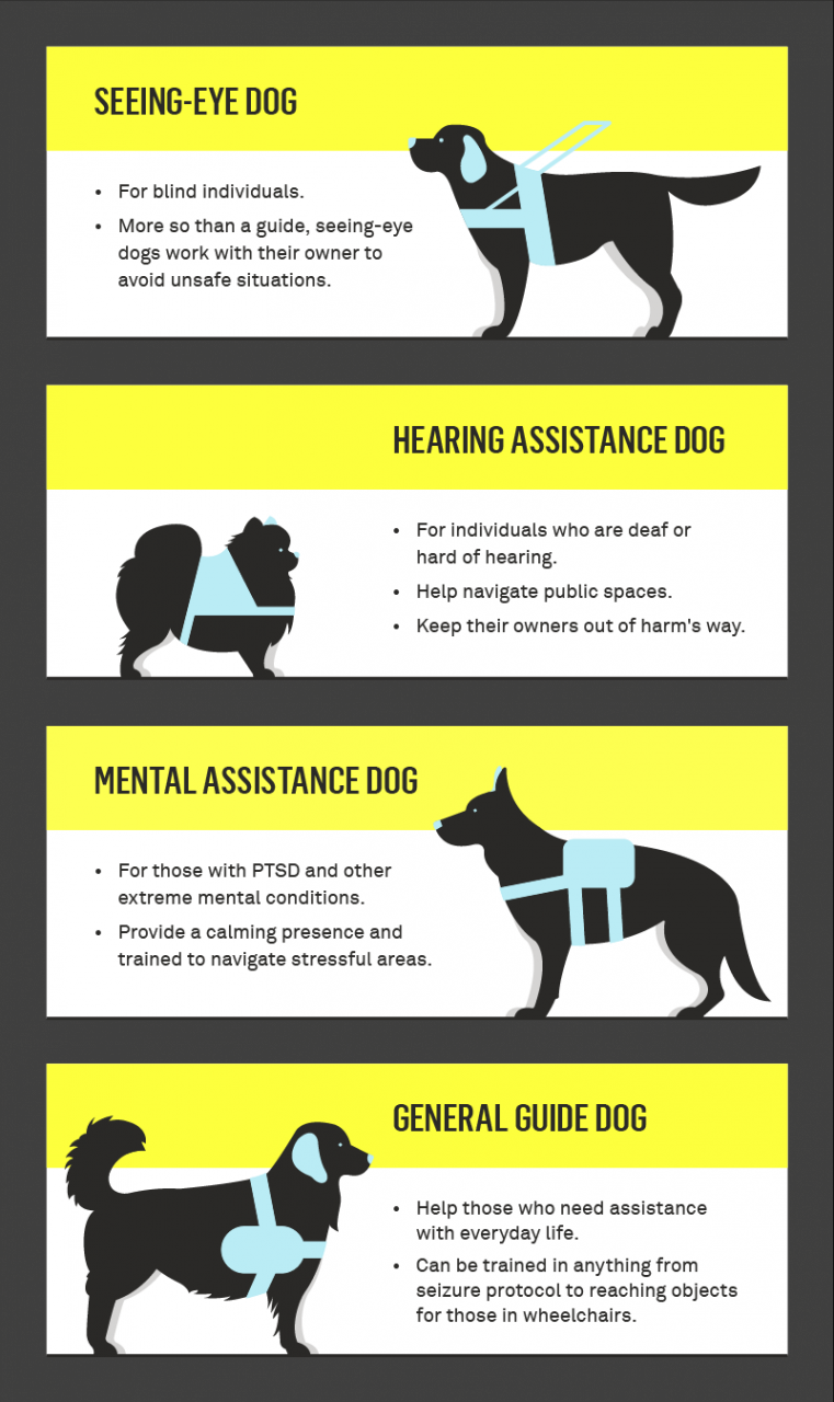 How To Get A Service Dog: A Complete Guide | Gallant