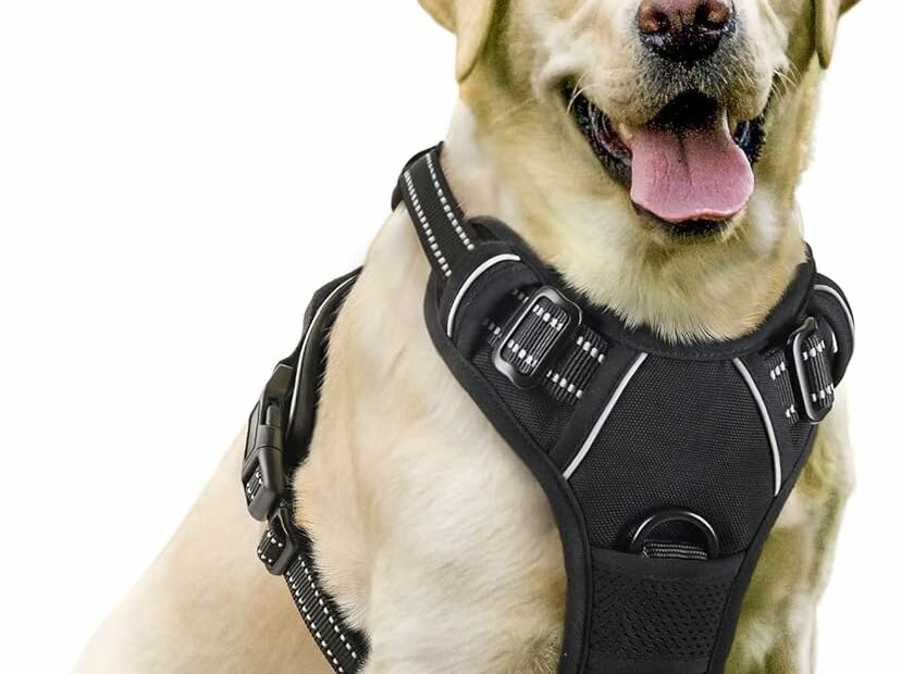 Amazon.Com : Rabbitgoo Dog Harness, No-Pull Pet Harness With 2 Leash Clips,  Adjustable Soft Padded Dog Vest, Reflective No-Choke Pet Oxford Vest With  Easy Control Handle For Large Dogs, Black, L :