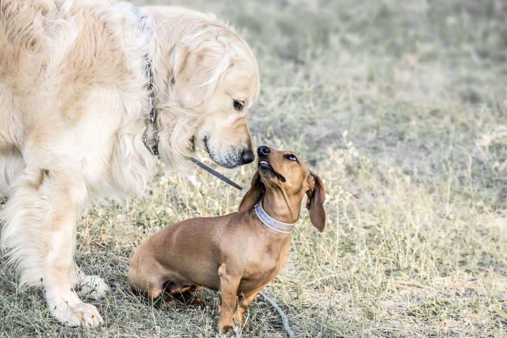 Dachshund/Retriever Mix: A Complete Guide - Embora Pets