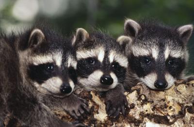 How Long Do Adolescent Raccoons Stay With Their Mother? | Pets On Mom.Com