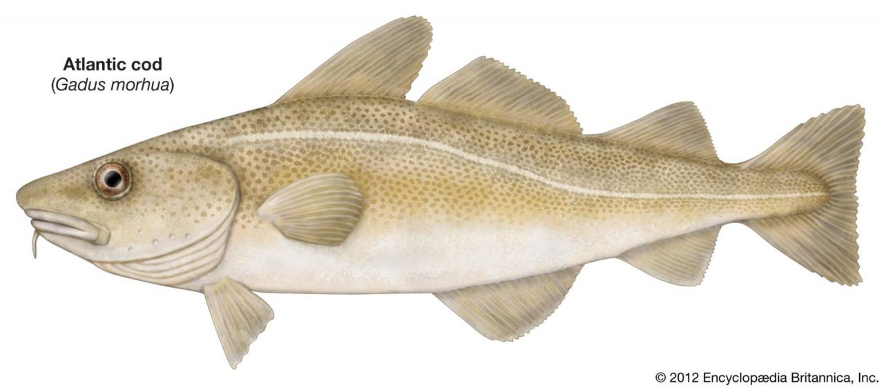 Cod | Size, Diet, & Facts | Britannica