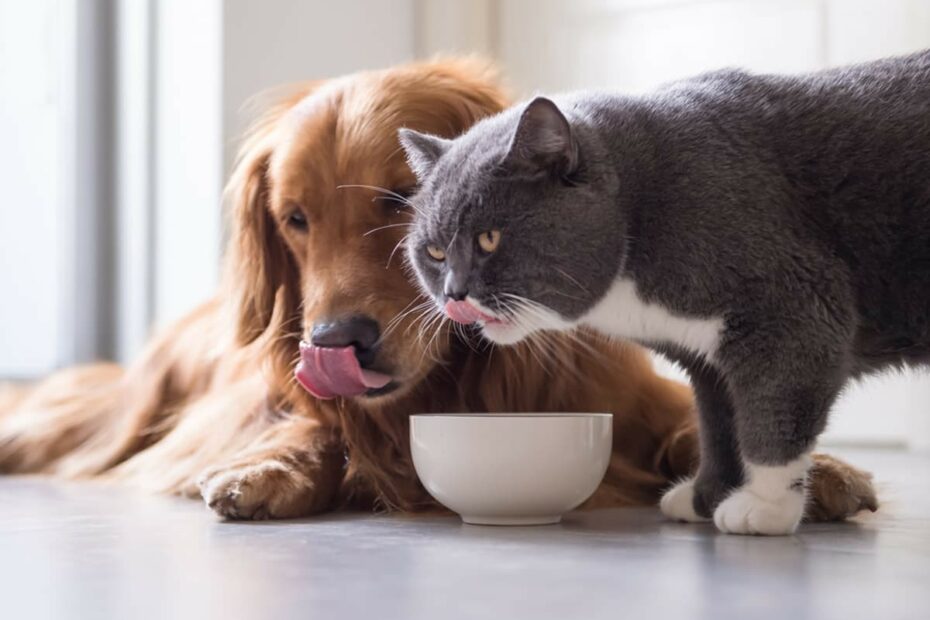 Stop!! Don'T Feed Your Dog Cat Food Without Reading This First! | Spot