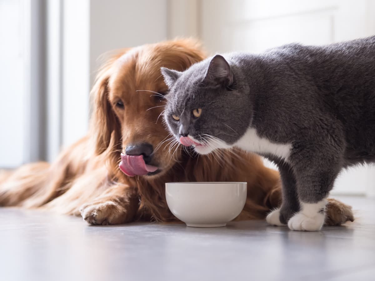 Stop!! Don'T Feed Your Dog Cat Food Without Reading This First! | Spot