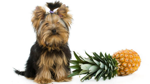 Can Dogs Eat Pineapple? Read Before You Feed | Purina