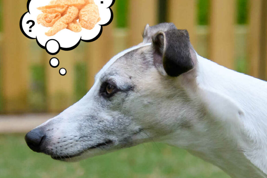 Can Dogs Eat Pork Rinds? What You Need To Know - Spoiled Hounds