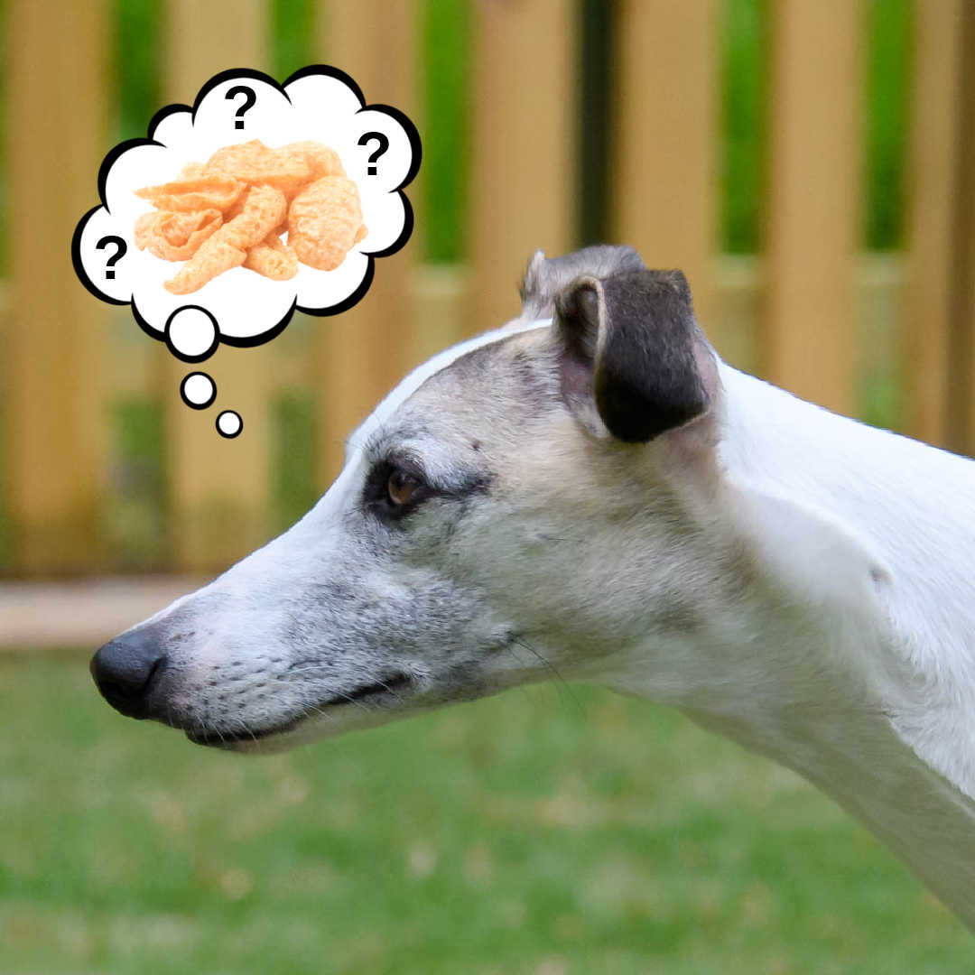 Can Dogs Eat Pork Rinds? What You Need To Know - Spoiled Hounds