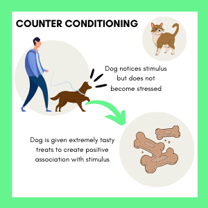 Counter Conditioning And Desensitization Training - Training An Anxious Dog  - The Canine Health Nut