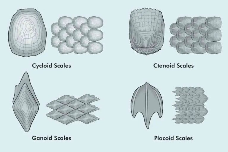 What Are The Three Types Of Fish Scales?