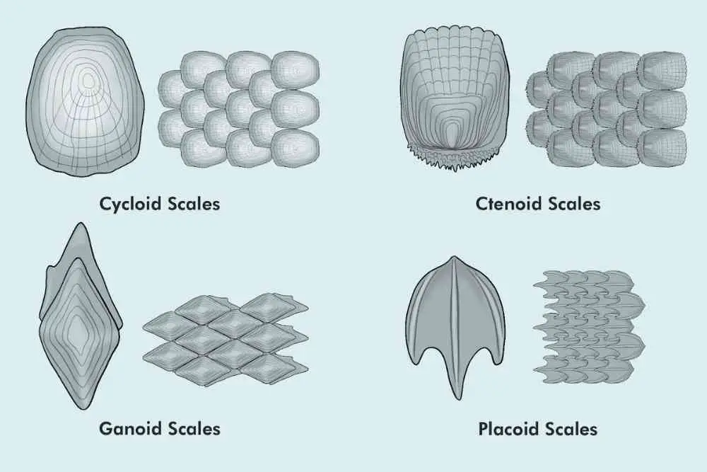 Fish Scales: Types, Functions And Uses - Fish Article