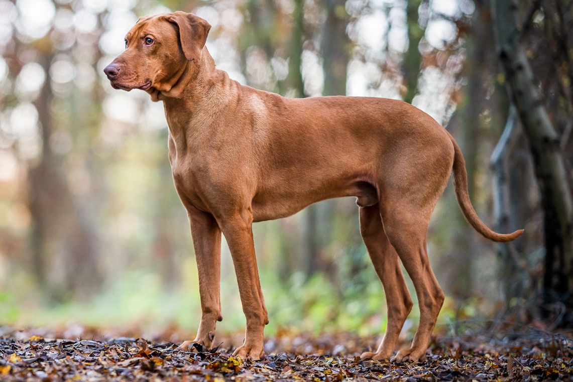 Rhodesian Ridgeback: Dog Breed Characteristics & Care