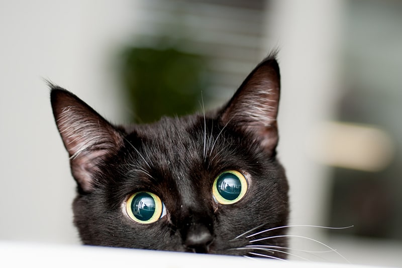 How Much Does It Cost To Have A Cat? | Aspca Pet Insurance