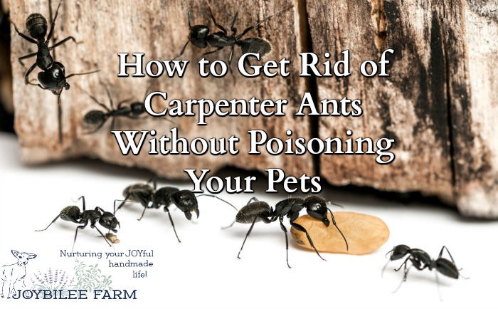 How To Get Rid Of Carpenter Ants Without Poisoning Your Pets