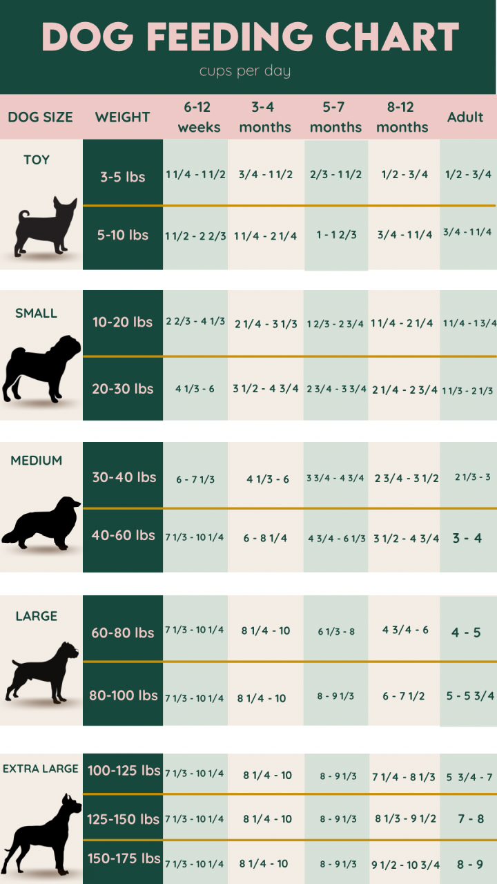 How Often And How Much Should I Feed My Dog: A Complete Guide