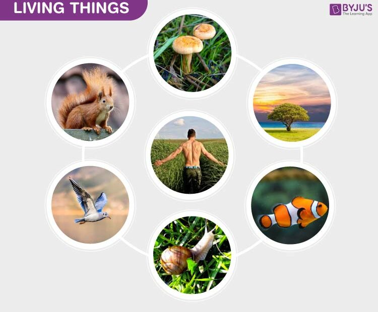 Living Things - Characteristics And Examples Of Living Things