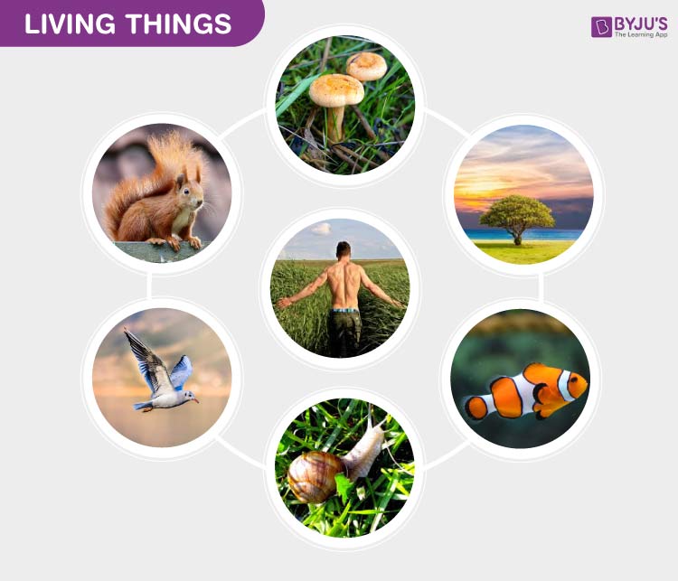 Living Things - Characteristics And Examples Of Living Things