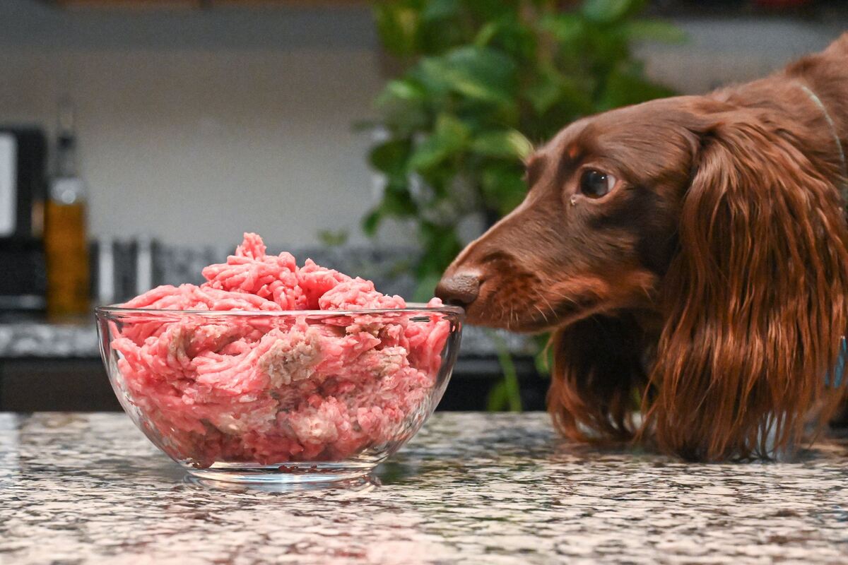 Can Dogs Eat Ground Beef? What You Need To Know – The Native Pet