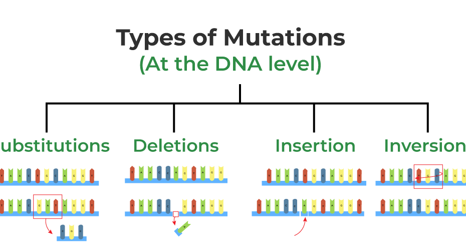 Mutation-Definition, Types, Causes, Characteristics