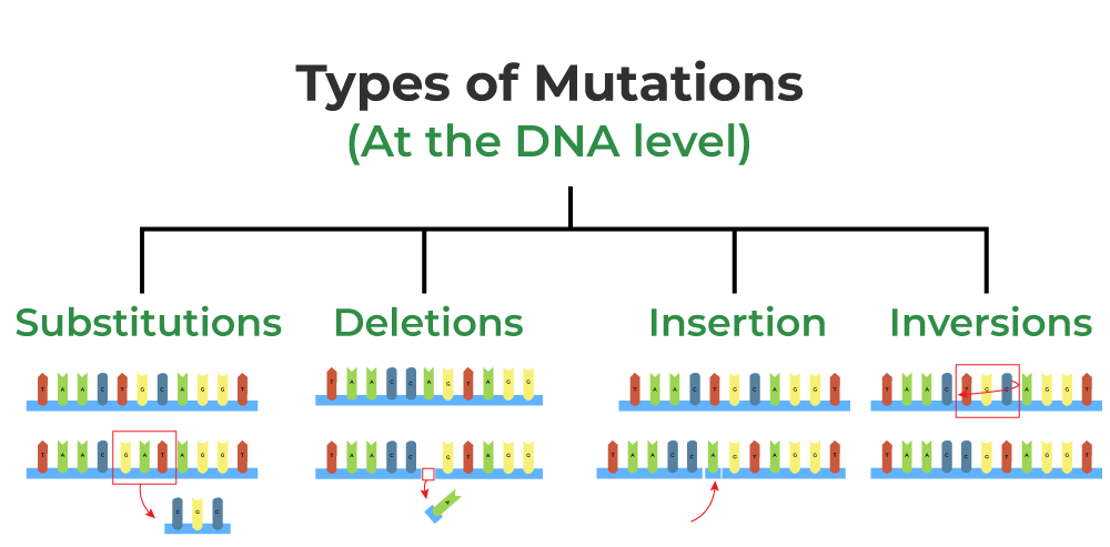 Mutation-Definition, Types, Causes, Characteristics