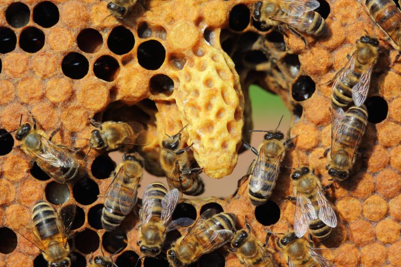 How To Recognize A Queenless Hive: 9 Reliable Ways - Honey Bee Suite