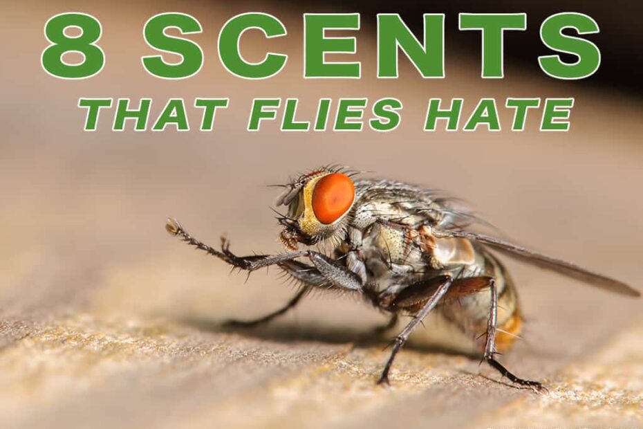 8 Scents That Flies Hate (And How To Use Them) - Pest Pointers