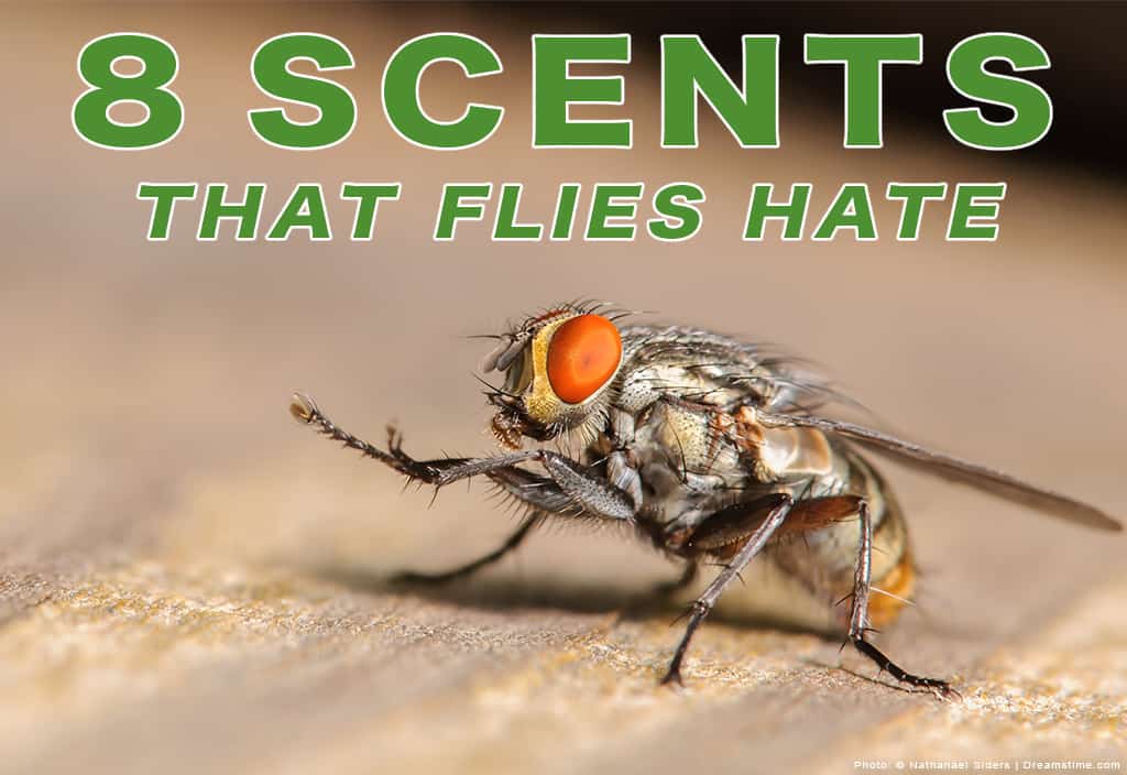 8 Scents That Flies Hate (And How To Use Them) - Pest Pointers