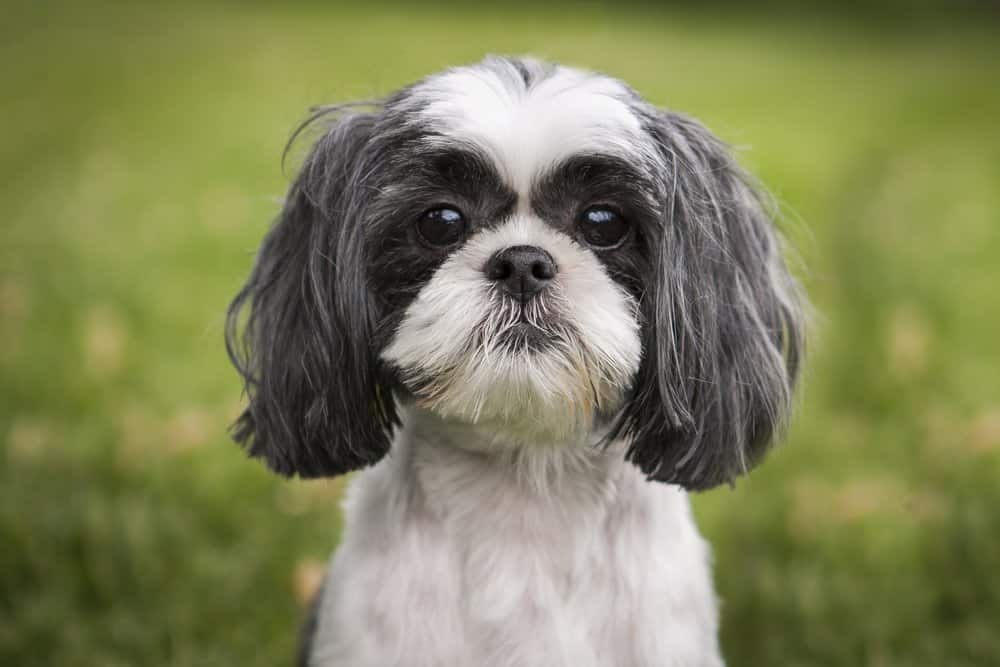 Shih Tzu Lifespan: How Long Do Shih Tzus Live? - Az Animals